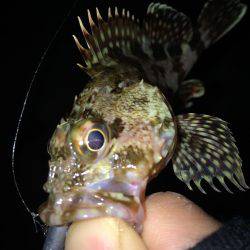 今さらながら初釣りに