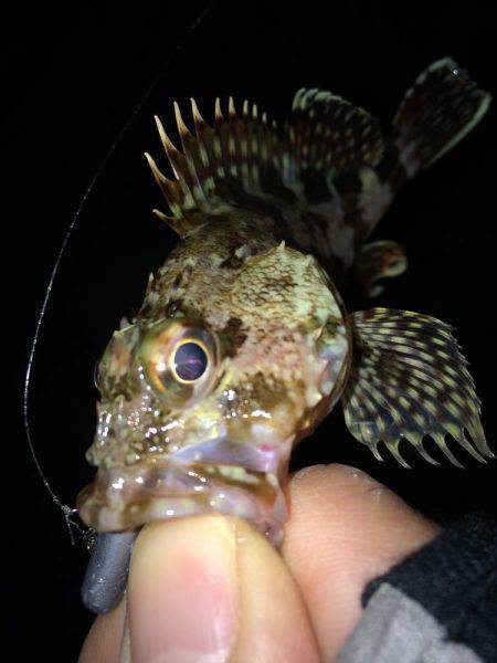 今さらながら初釣りに