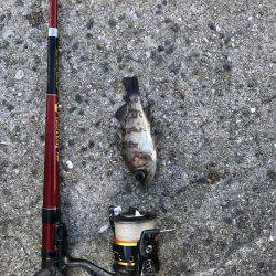 初釣りはイマイチ