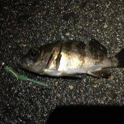 今年初のメバリング