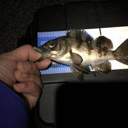 貧果なメバリング