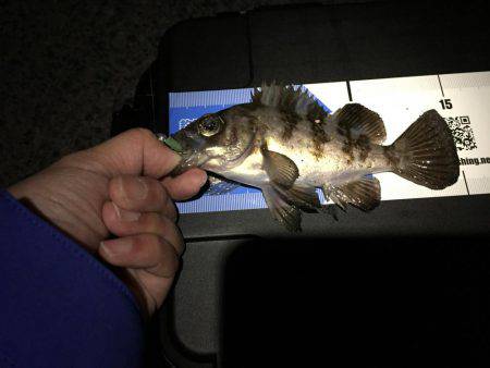 貧果なメバリング