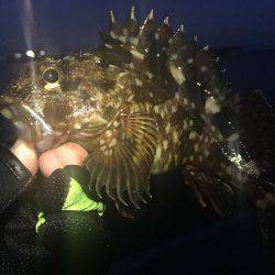 遠征！メバル調査(^.^)