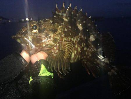 遠征！メバル調査(^.^)