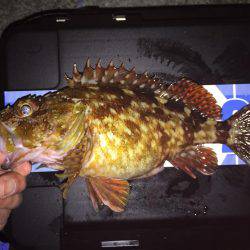 キワガシラ(^.^)