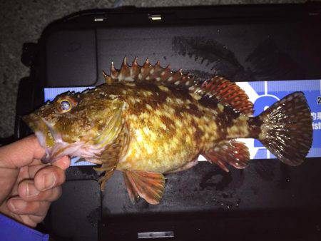 キワガシラ(^.^)