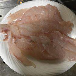 今日はホウボウ