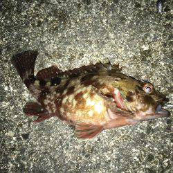 大寒波、暴風でもライトゲーム