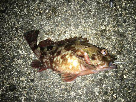 大寒波、暴風でもライトゲーム