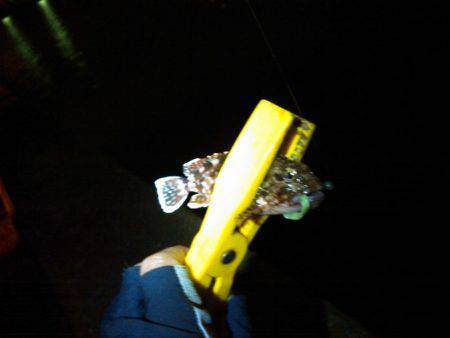 アジングで色々