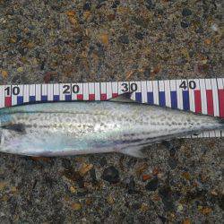 やっと釣れたー