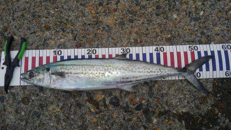 やっと釣れたー