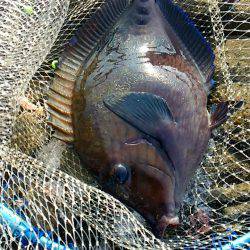 太地でグレ釣り