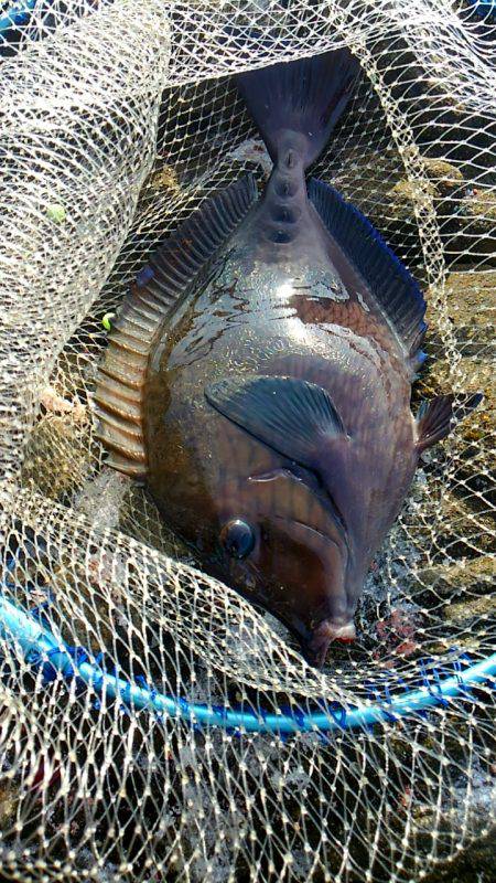 太地でグレ釣り