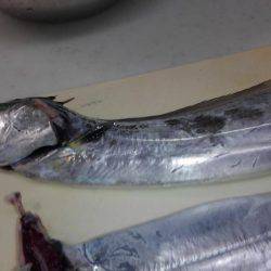 初釣で太刀魚からの青物狙い