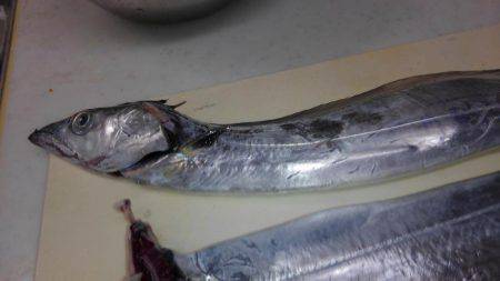 初釣で太刀魚からの青物狙い