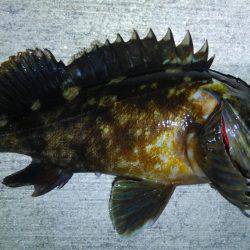 釣り始めもイイ感じ〜!