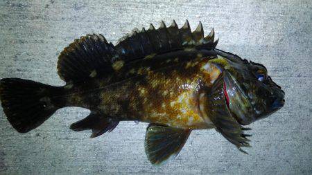 釣り始めもイイ感じ〜!