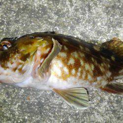 湾奥ロックゲーム！