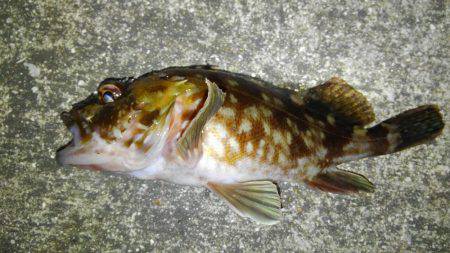 湾奥ロックゲーム！