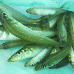 初釣りはちょい投げ