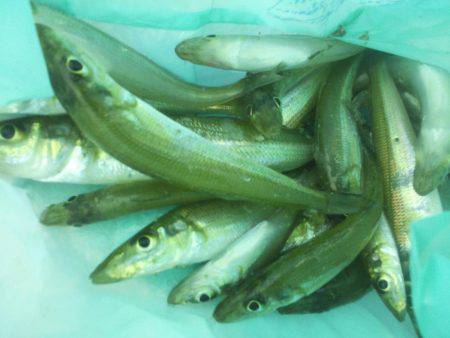 初釣りはちょい投げ