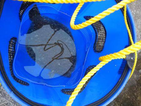 カレイリベンジ