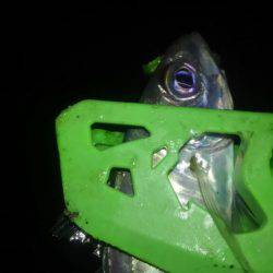 さんがにちアジング