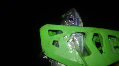 さんがにちアジング