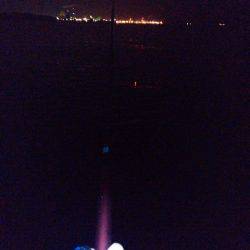 チヌ狙うもガシラのみ