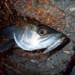 五目フラッタースリム 激ヤヴァ