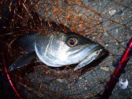 五目フラッタースリム 激ヤヴァ