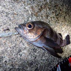 ボトムで爆釣！