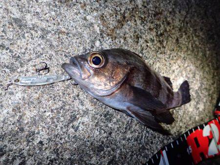 ボトムで爆釣！