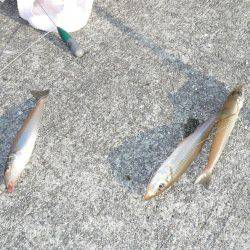 初釣行でダブル、トリプルと最高の釣果でした