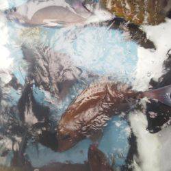 こんなん出ました・・・グレ・・サンコ・・・