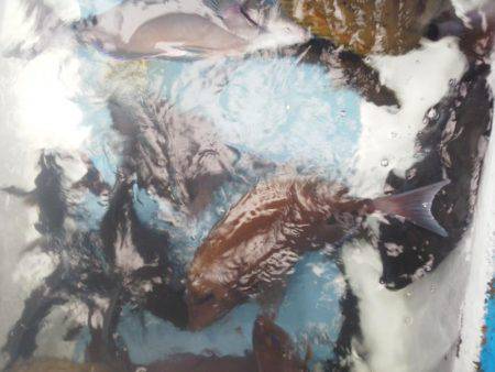 こんなん出ました・・・グレ・・サンコ・・・