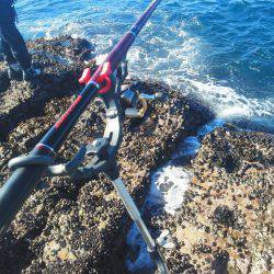 こんなん出ました・・・グレ