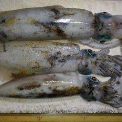 ヤエンでアオリイカ