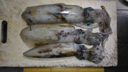 ヤエンでアオリイカ