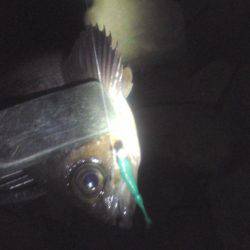 多奈川周辺でのメバル調査