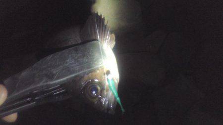 多奈川周辺でのメバル調査