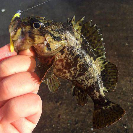 雪降りアナダート!