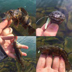 朝のメバリング！