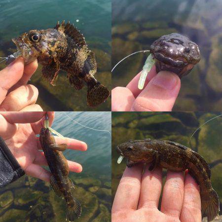 朝のメバリング！