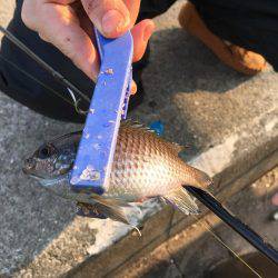 年明け淡路島釣行！