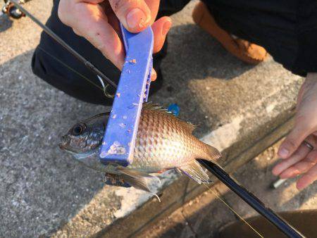 年明け淡路島釣行！