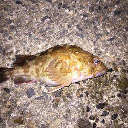 釣り初めはカサゴから…