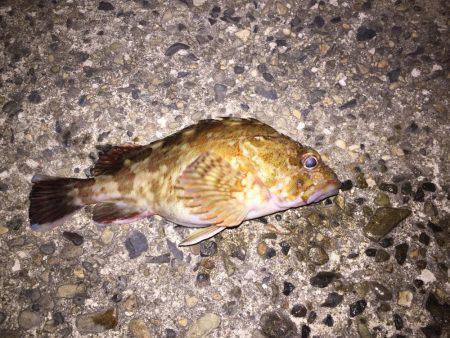 釣り初めはカサゴから…