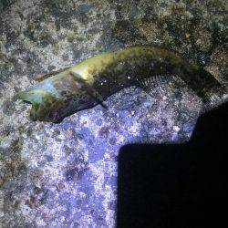 爆風メバリング